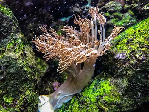 aquatic close-up photography of brown sea weed sea life